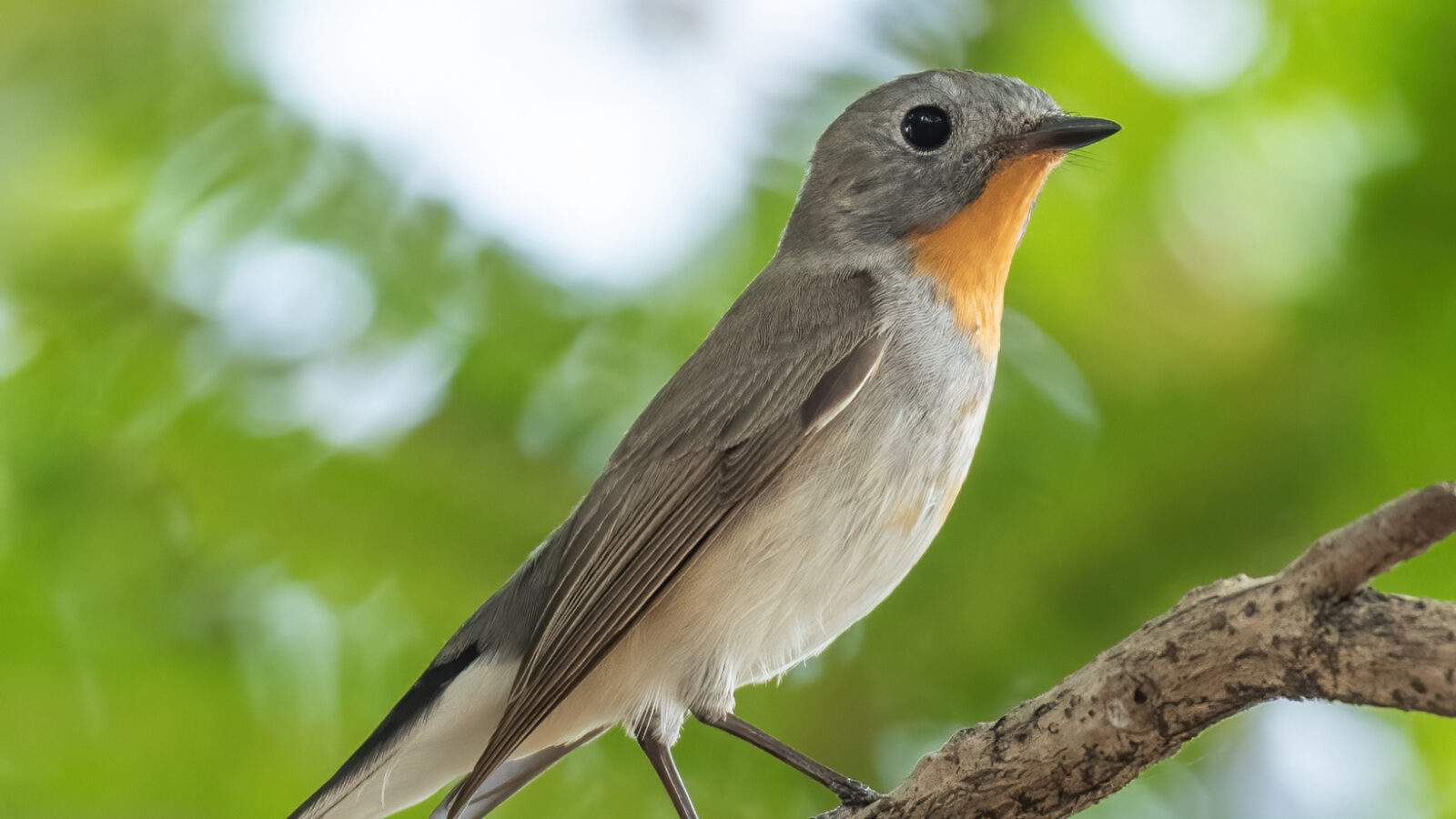 Taiga Flycatcher