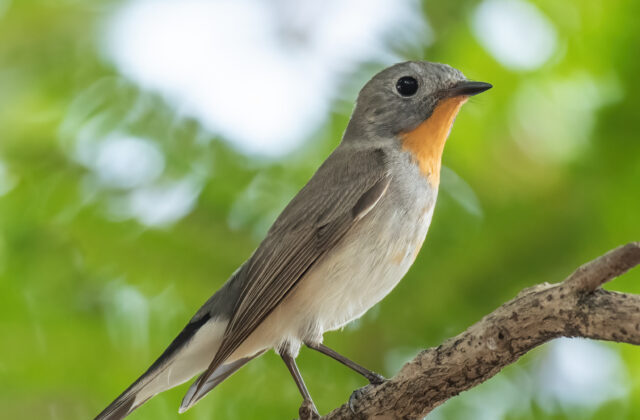 Taiga Flycatcher