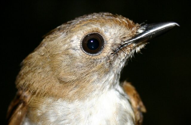 Little Slaty Flycatcher