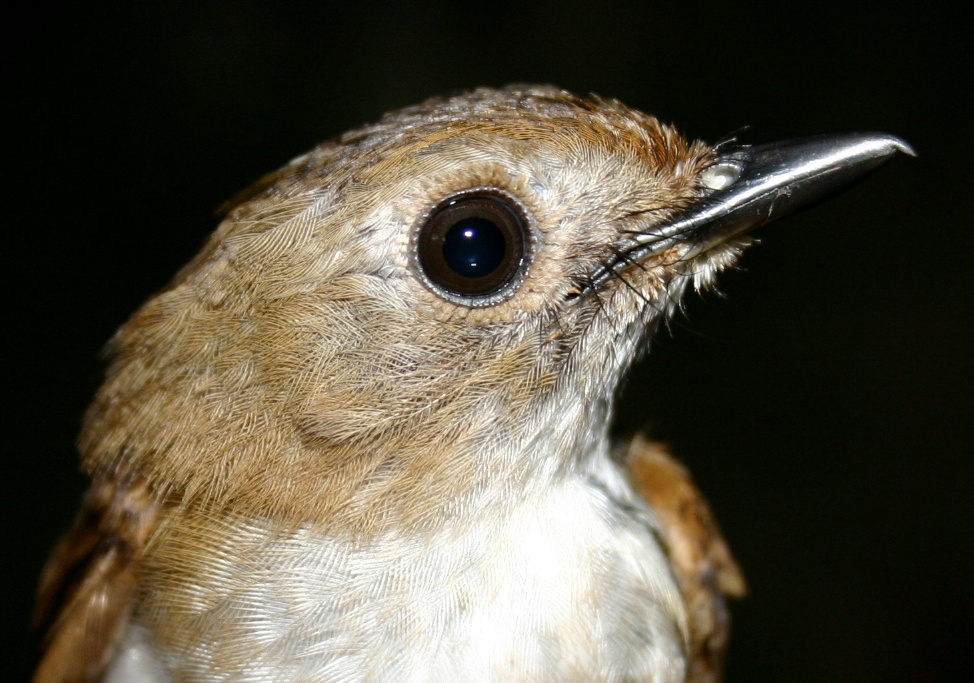 Little Slaty Flycatcher