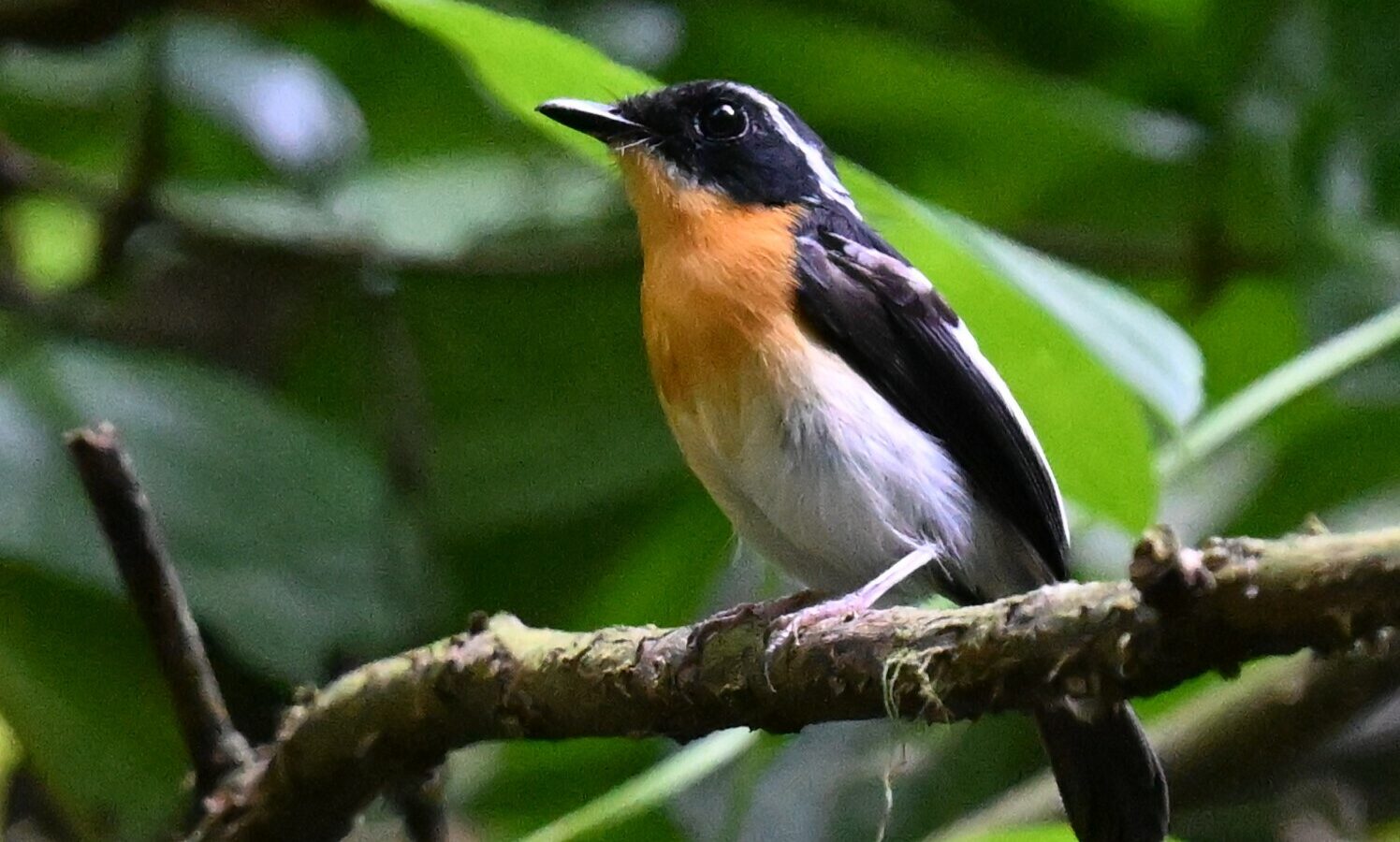 Rufous-chested Flycatcher