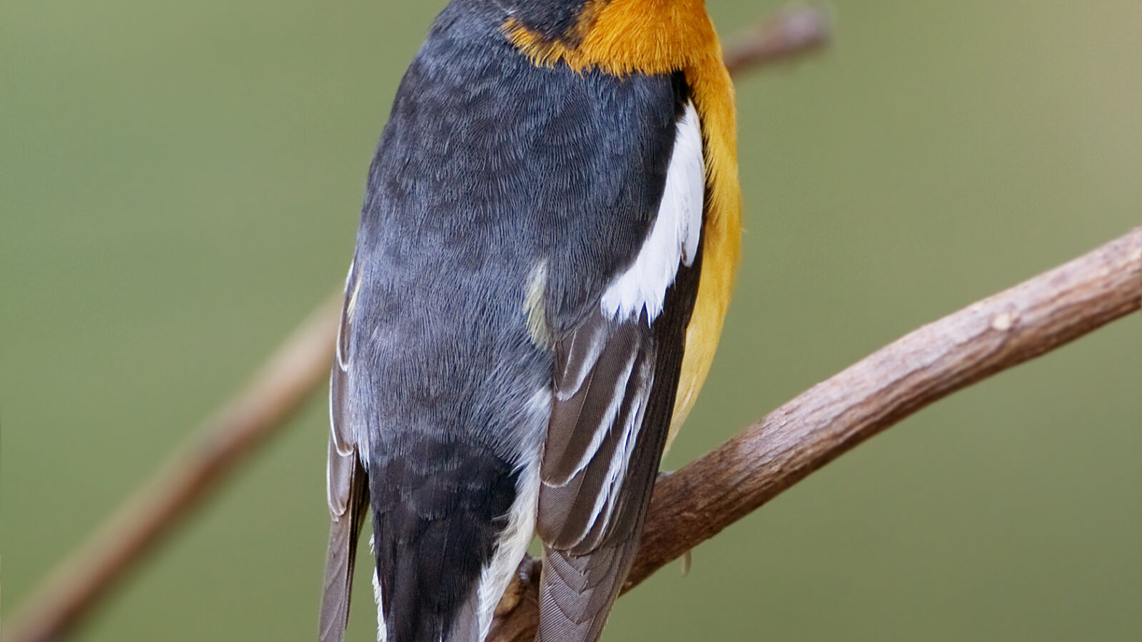 Mugimaki Flycatcher