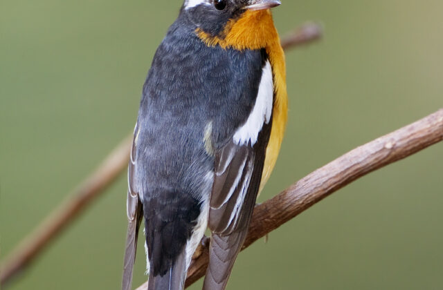 Mugimaki Flycatcher