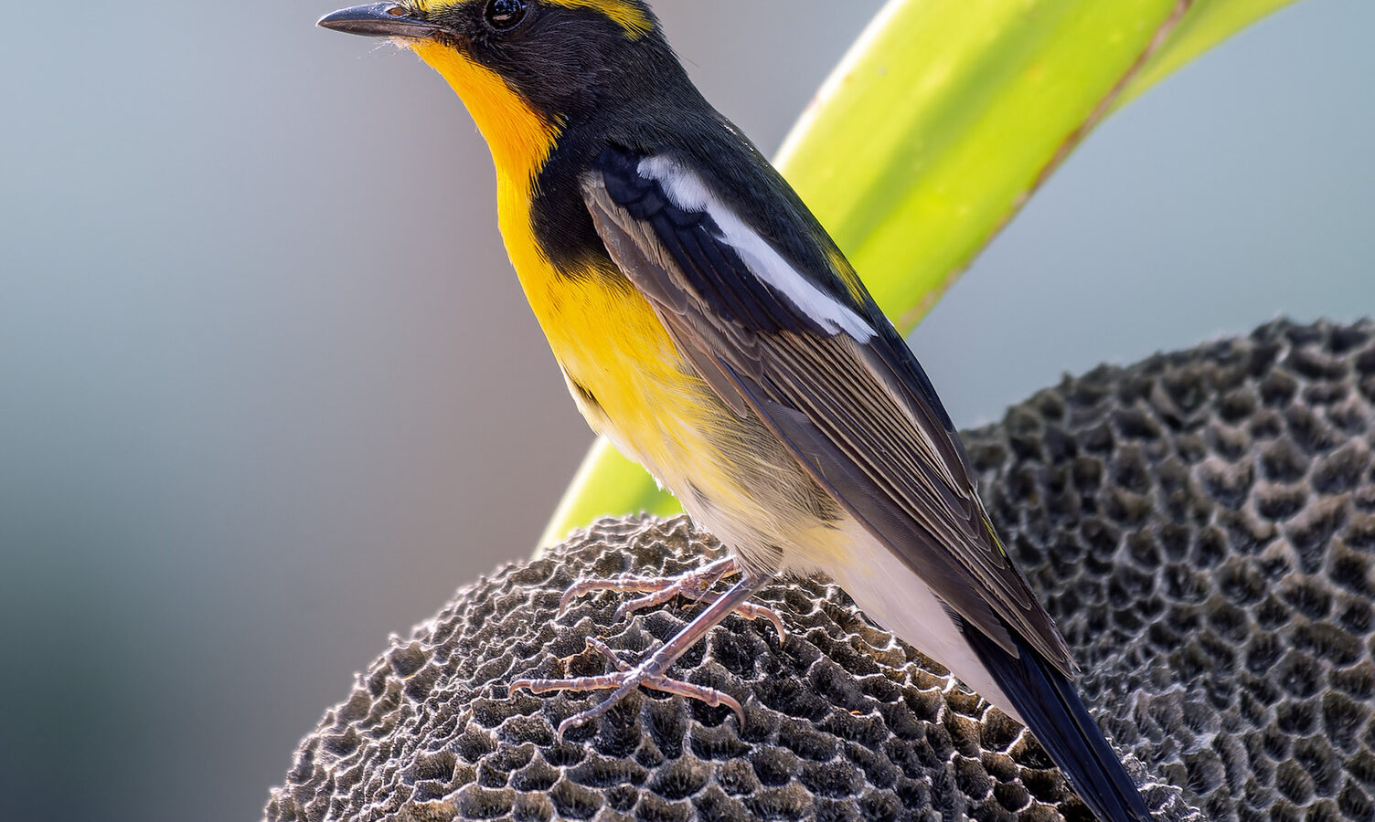 Narcissus Flycatcher