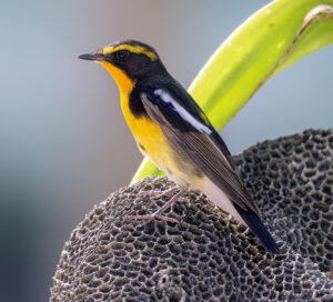 Narcissus Flycatcher