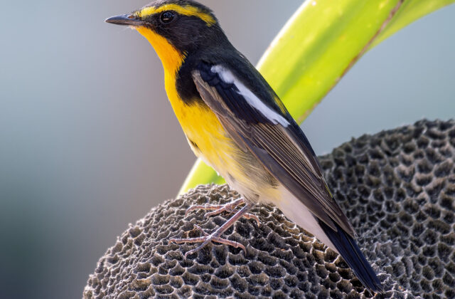 Narcissus Flycatcher