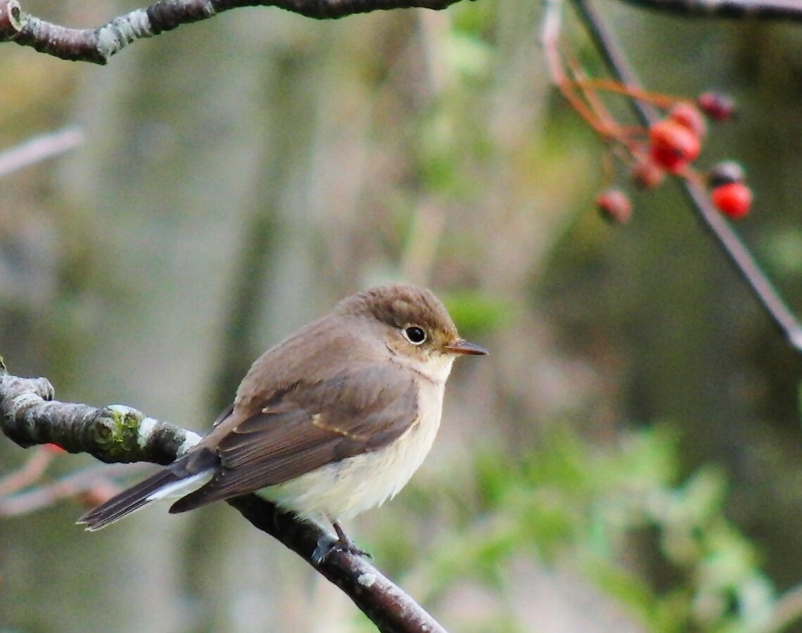 Red-breasted Flycatcher