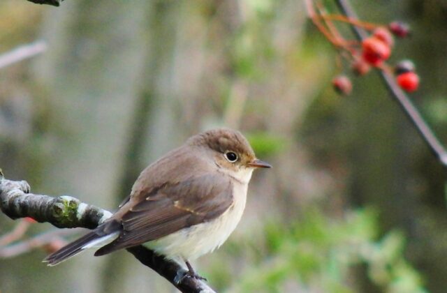 Red-breasted Flycatcher
