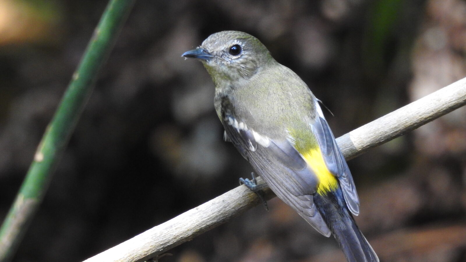 Yellow-rumped Flycatcher
