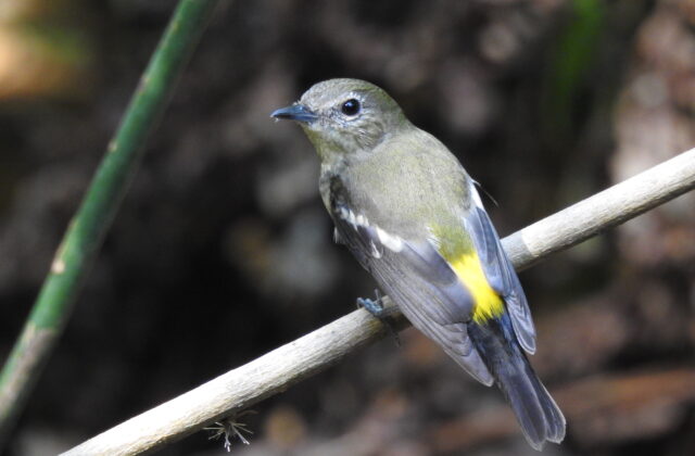Yellow-rumped Flycatcher