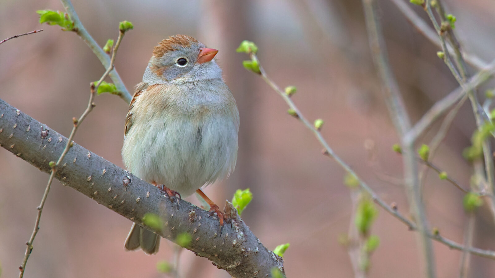 Field Sparrow