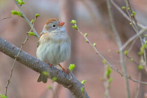 Field Sparrow