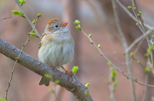 Field Sparrow