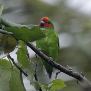 Double-eyed Fig Parrot