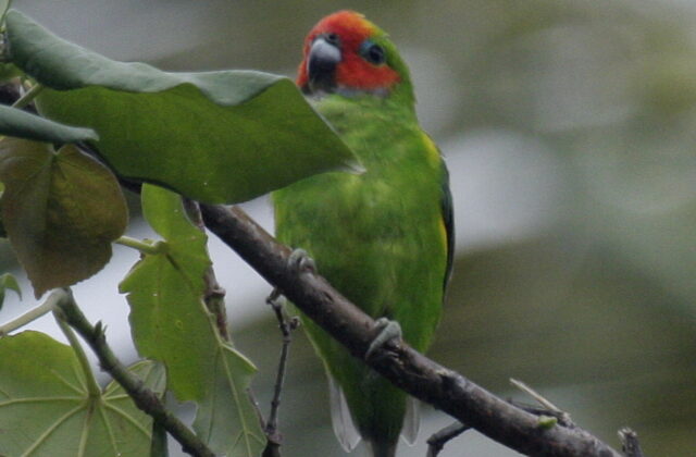 Double-eyed Fig Parrot