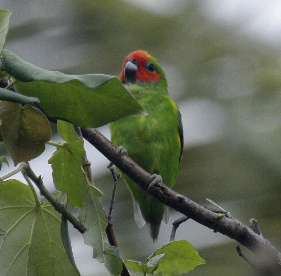 Double-eyed Fig Parrot