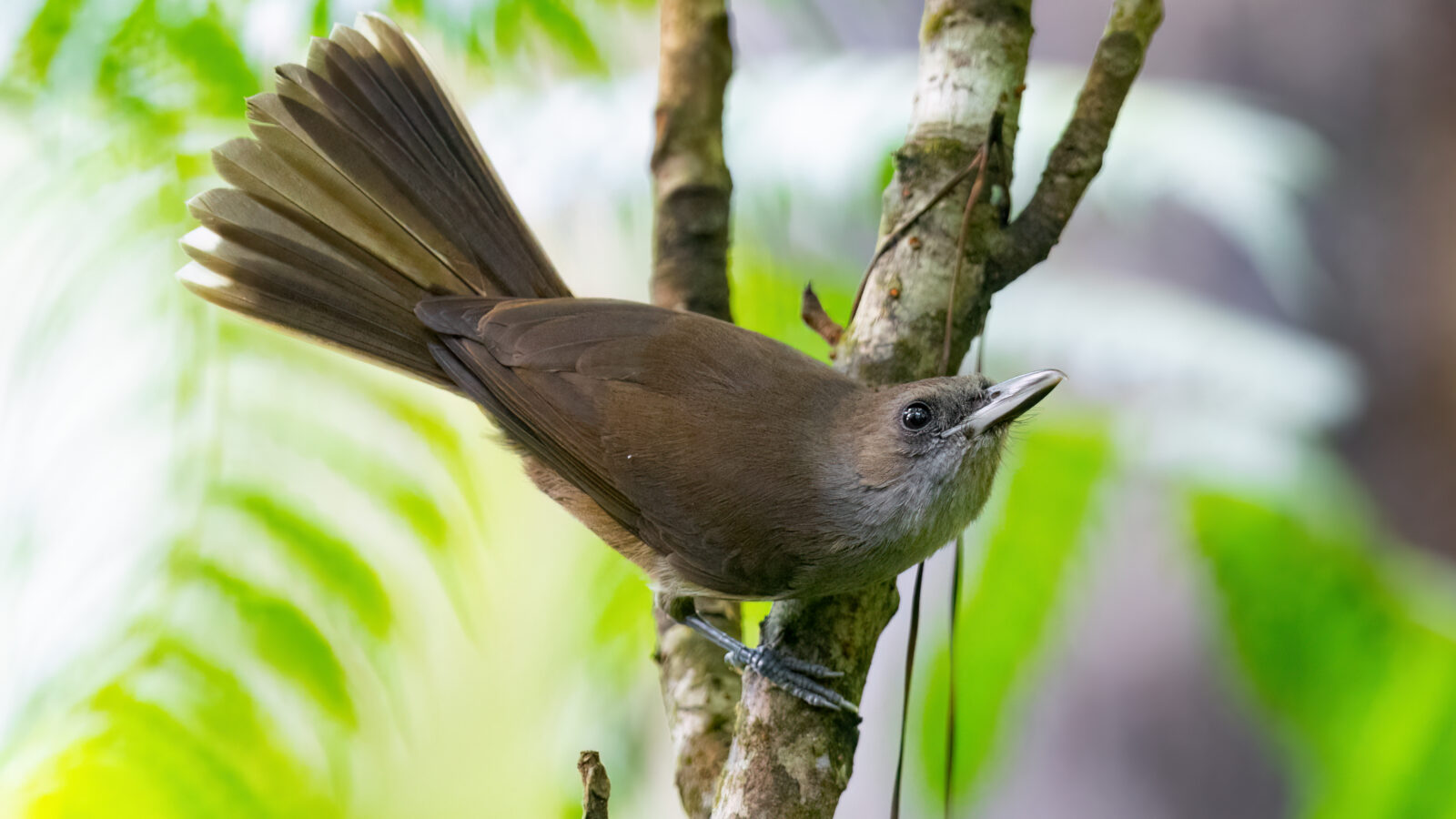 Fiji Shrikebill