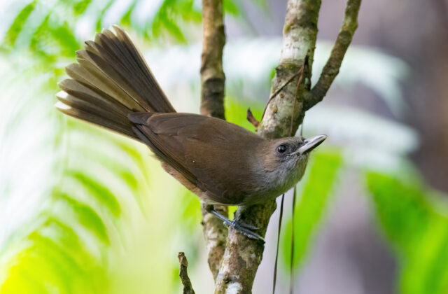 Fiji Shrikebill