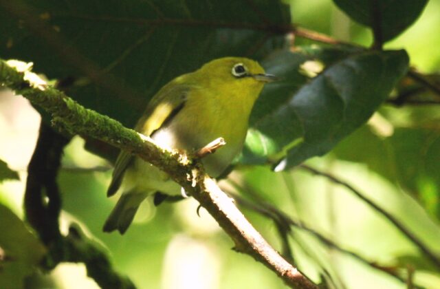 Fiji White-eye