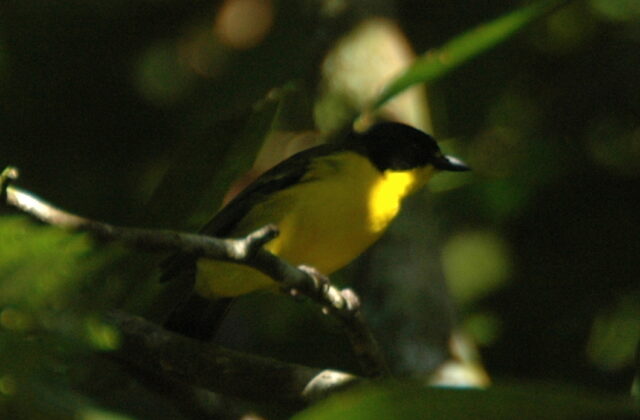 Yellow-throated Fiji Whistler