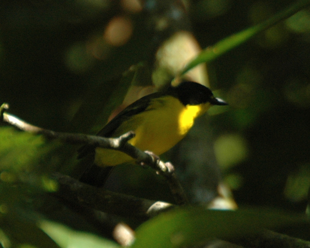 Yellow-throated Fiji Whistler