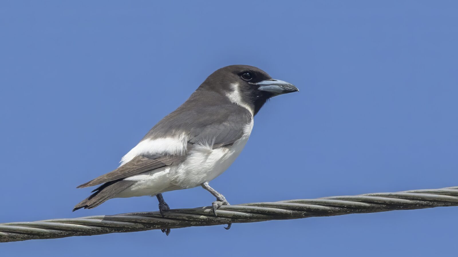Fiji Woodswallow