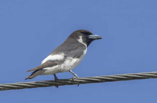 Fiji Woodswallow