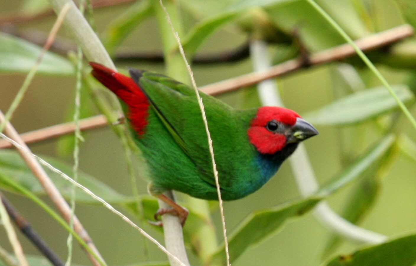 Fiji Parrotfinch