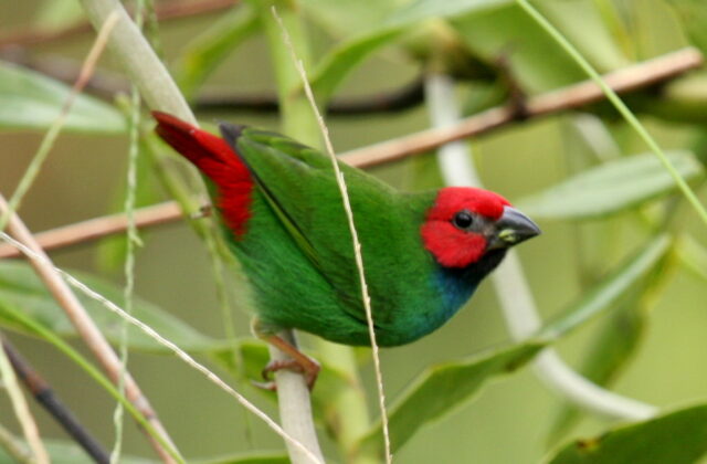 Fiji Parrotfinch