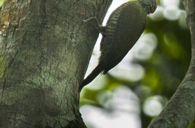 Tullberg’s Woodpecker