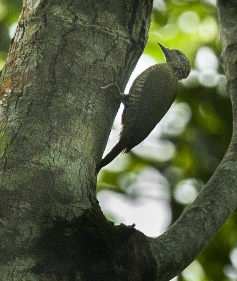 Tullberg’s Woodpecker