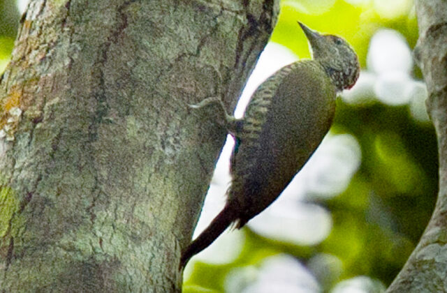 Fine-banded Woodpecker