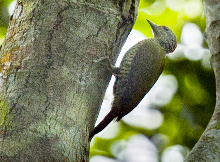 Fine-banded Woodpecker
