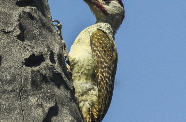 Fine-spotted Woodpecker