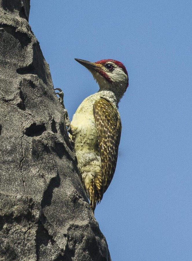 Fine-spotted Woodpecker