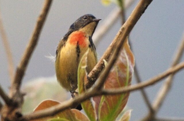Fire-breasted Flowerpecker