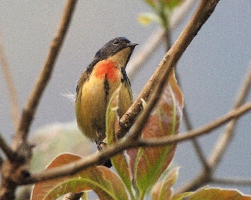 Fire-breasted Flowerpecker