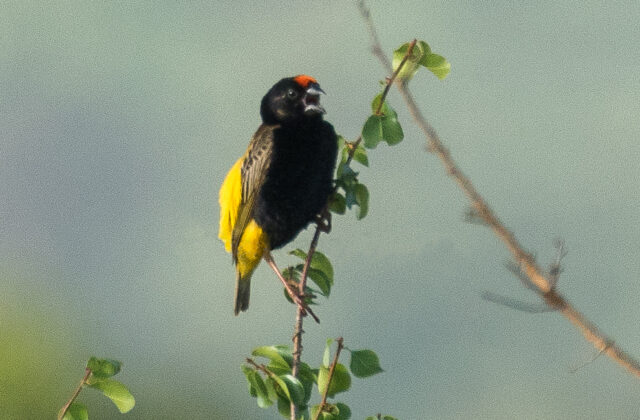 Fire-fronted Bishop