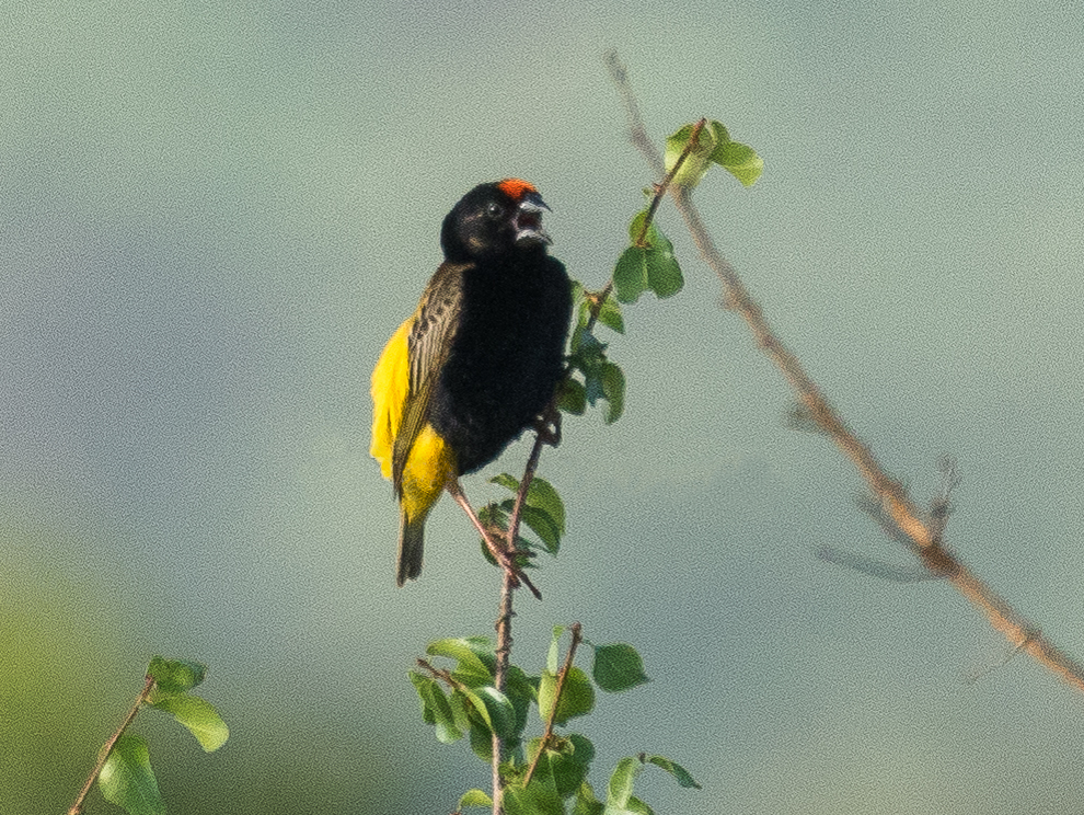 Fire-fronted Bishop