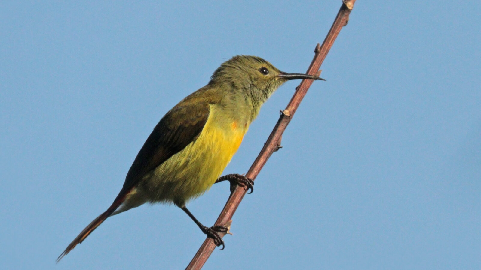 Fire-tailed Sunbird