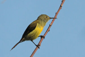Fire-tailed Sunbird