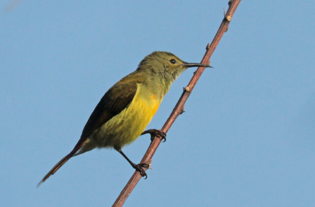 Fire-tailed Sunbird