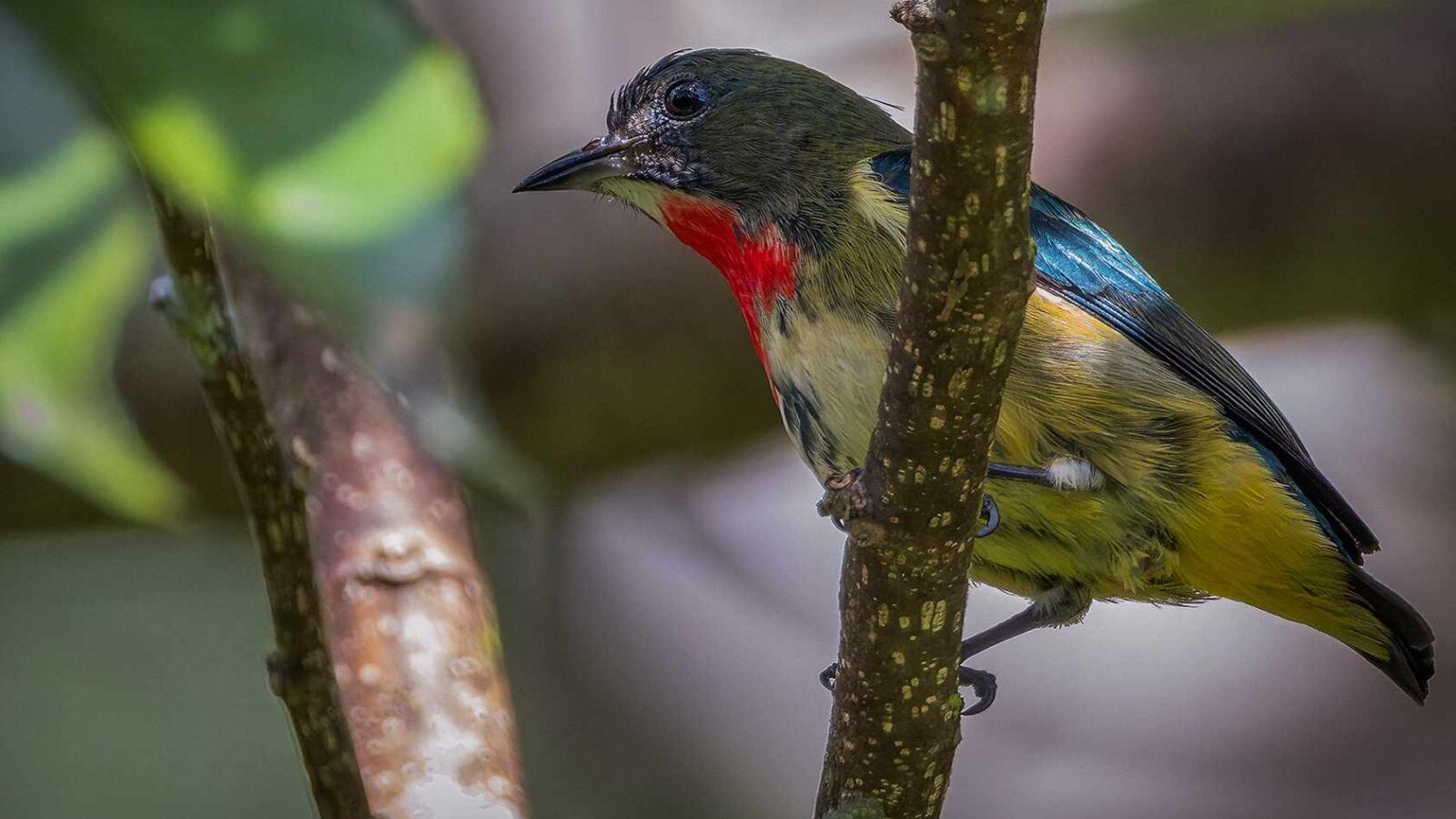 Fire-throated Flowerpecker