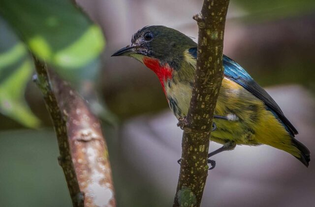 Fire-throated Flowerpecker