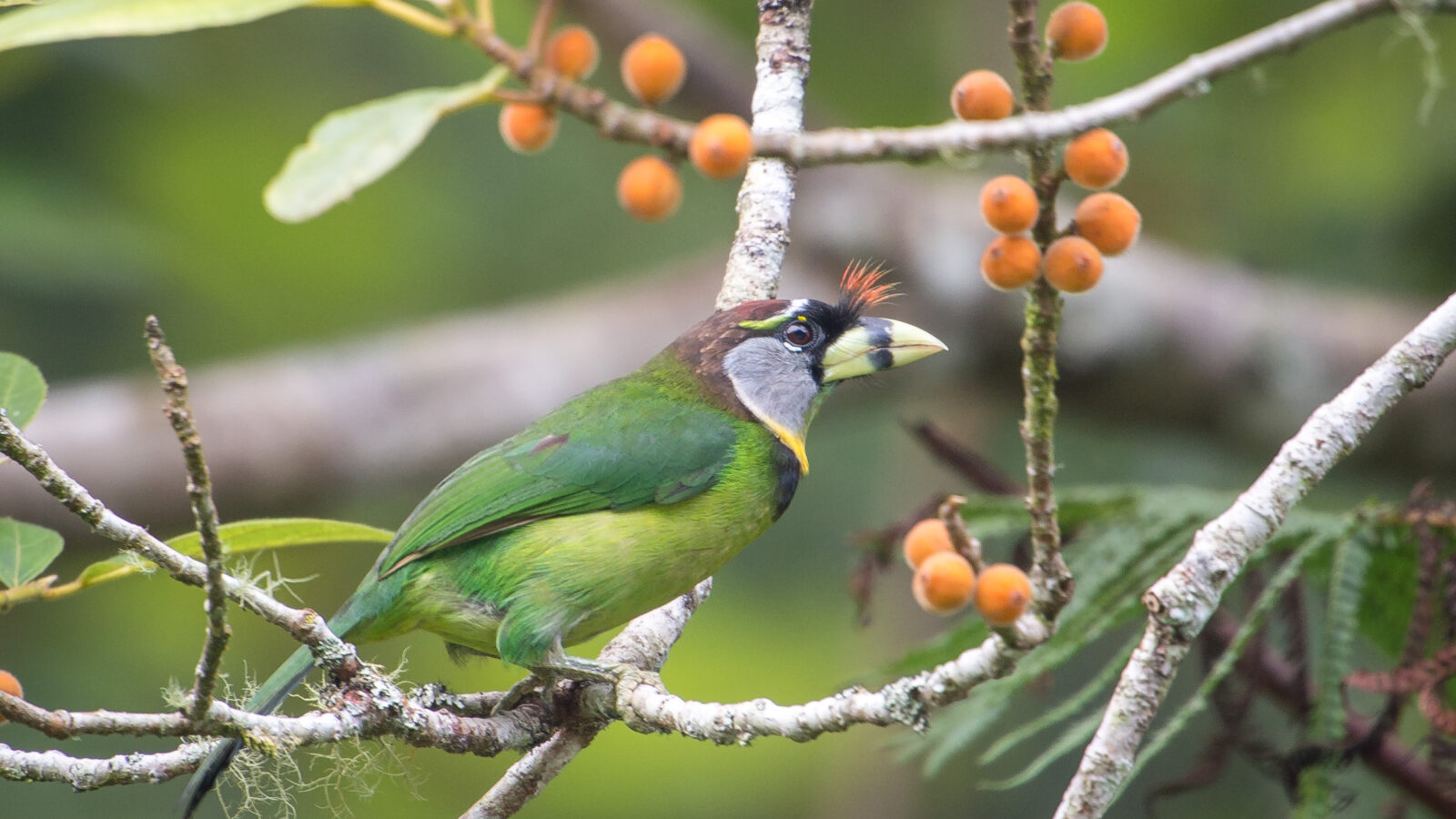 Fire-tufted Barbet