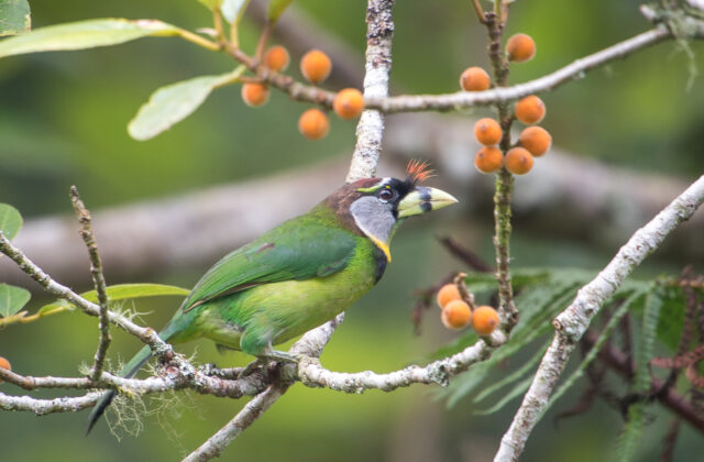 Fire-tufted Barbet