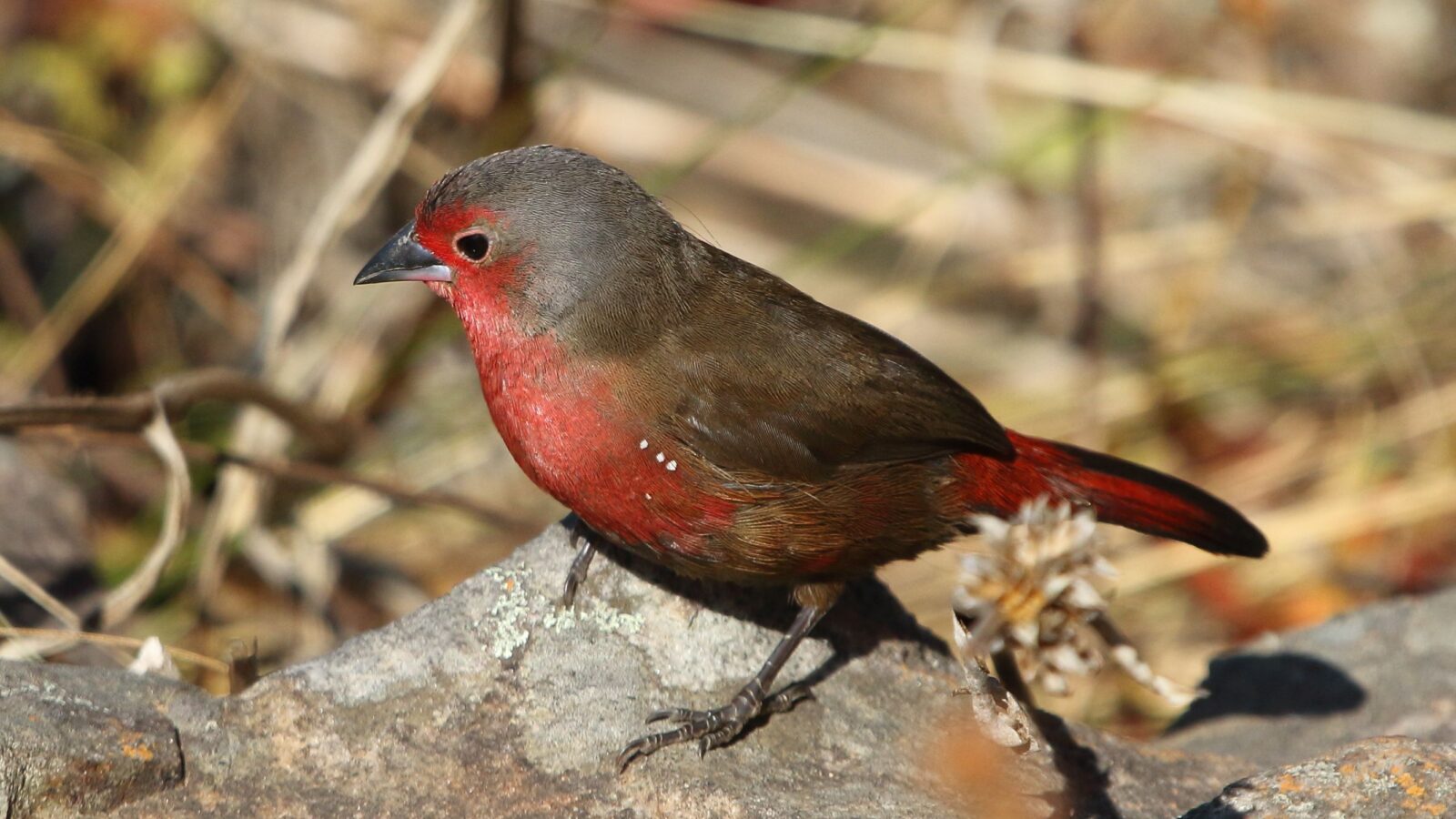 African Firefinch