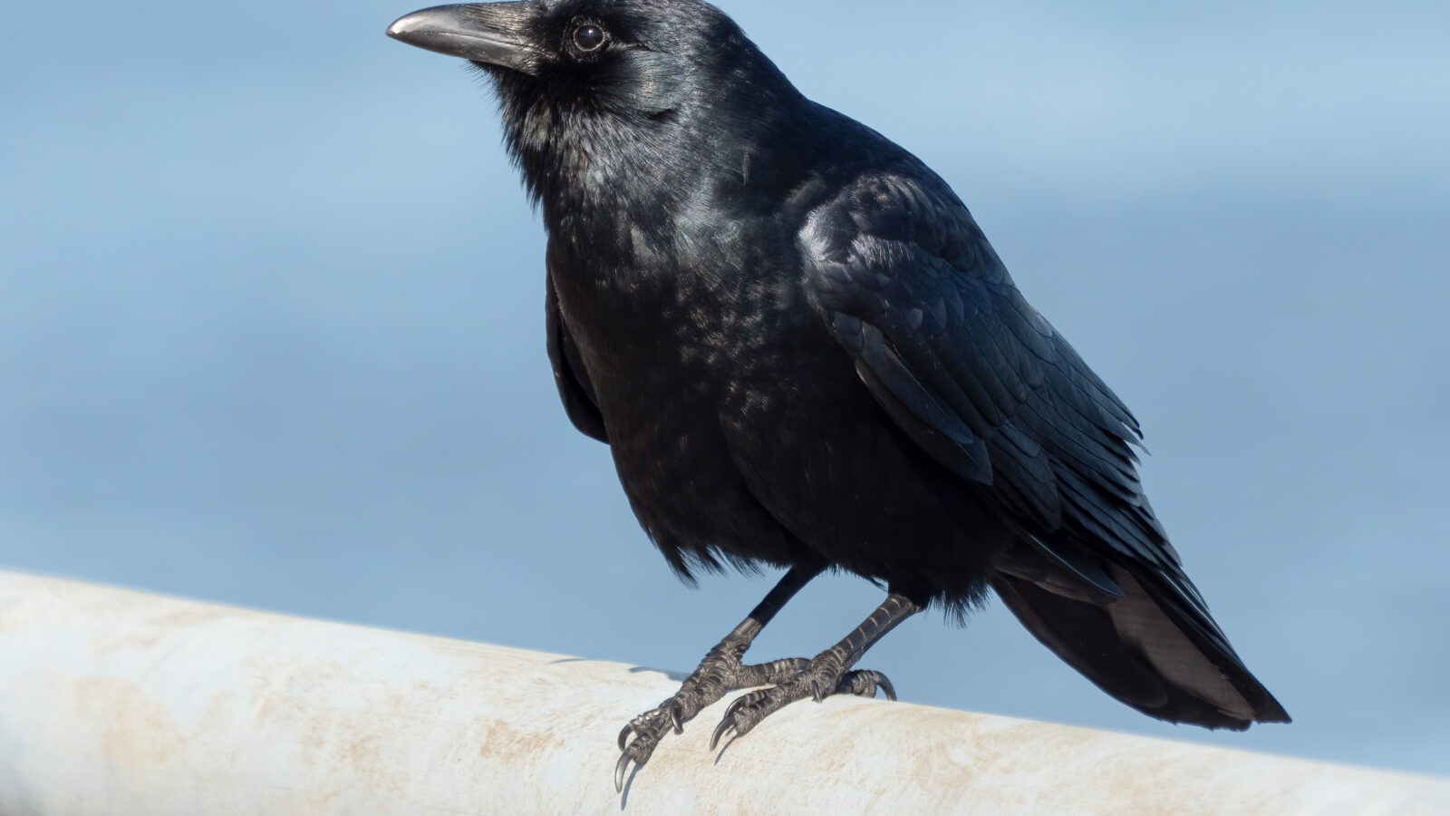 Fish Crow