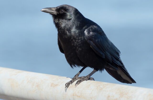Fish Crow