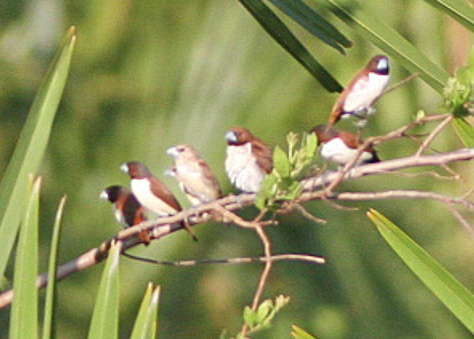 Five-colored Munia